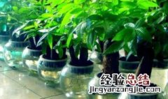 明财位可以放什么植物 明财位可以放水培植物吗