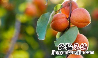 无花果嫁接时间和方法 嫁接无花果时间和方法