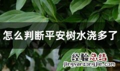 怎么判断平安树水浇多了 判断平安树是否水浇多的方法