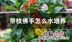 带枝佛手怎么水培养 带枝佛手水培的方法