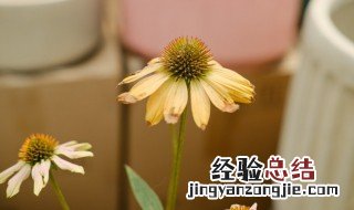 松果菊种植方法和时间 松果菊如何种植