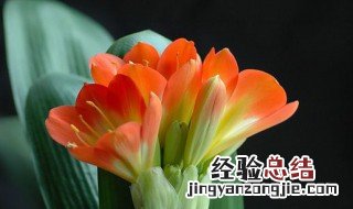 秋冬开花的盆栽都有什么花? 秋季和冬天开花的花朵