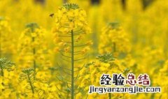 春季油菜花需要注意什么 春季油菜花需要注意哪些