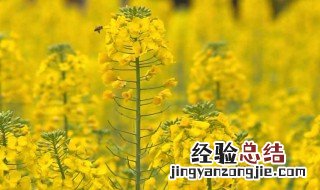 春季油菜花需要注意什么 春季油菜花需要注意哪些