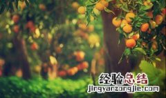 杀草王除草剂杀大树 除草剂能杀死大树吗