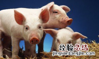 83年属猪适合佩戴什么招财 83年属猪适合佩戴什么招财手串