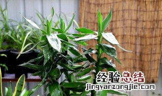 富贵竹怎么养殖好 富贵竹怎么养殖