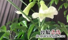 幸福树开花寓意着什么 幸福树开花有什么寓意