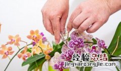 兰花盆栽种植教程图解 兰花盆栽种植教程