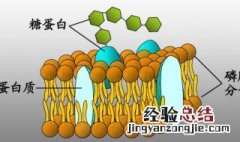 高中糖蛋白的三大功能是什么 高中糖蛋白的三大功能介绍