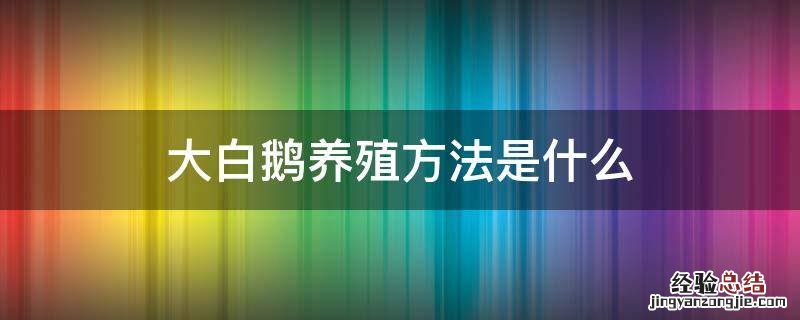 大白鹅养殖方法是什么