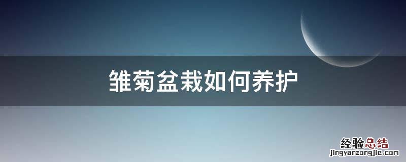 雏菊盆栽如何养护