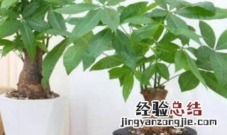 家里招财位置摆什么最好 家里招财摆放什么