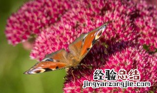 孔雀花怎么养殖 孔雀花养殖最简单的方法