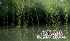 柳树枝泡多久浇花 柳树枝泡多长时间浇花