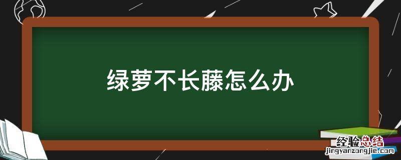 绿萝不长藤怎么办