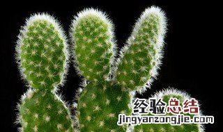 属龙的办公室适合放什么植物风水好 属龙的办公室适合放什么植物