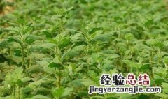 阳台藿香的种植方法 在阳台如何种植藿香