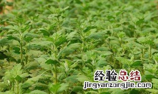 阳台藿香的种植方法 在阳台如何种植藿香