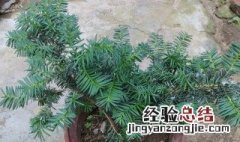 红豆杉怎样养才能养得好 怎样养红豆杉才能养得好