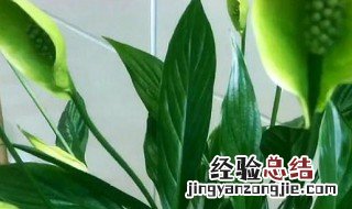 一帆风顺花谢了怎么修剪 一帆风顺花谢了的修剪方法