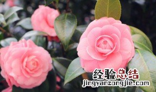 为什么竹节海棠不能种在家里 竹节海棠不能种在家里的原因