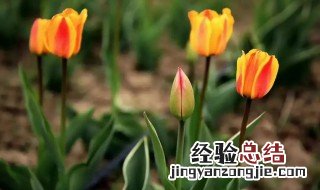 郁金香开完花不挖出来可以吗 郁金香开完花不挖出来行吗