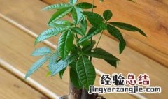 家里财位摆放什么植物 家里财位适合摆放的植物有哪些