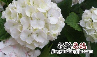 什么花是白色的 哪些花是白色的呢