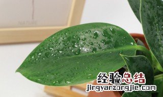 水培金钻的养殖方法 水培金钻如何养殖