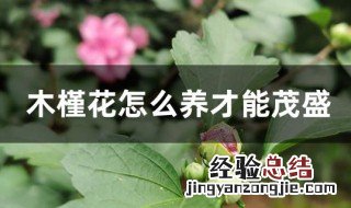 木槿花怎么养才能茂盛 木槿花的养殖方法