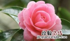 山茶花掉叶子怎么回事,应怎么处理 山茶花掉叶子怎么回事和怎么处理方法