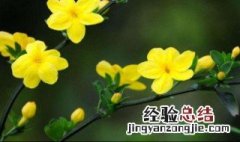 迎春花秋天怎么养 迎春花秋冬季节的养护