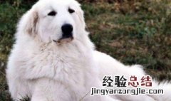 大白熊犬怕热吗 大白熊犬冬天如何养护及注意事项