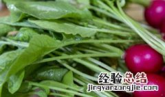 萝卜菜种植时间和方法 萝卜菜种植的时间和方法