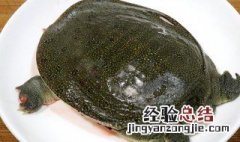 红烧甲鱼要不要焯水 甲鱼炒之前用水焯一下吗