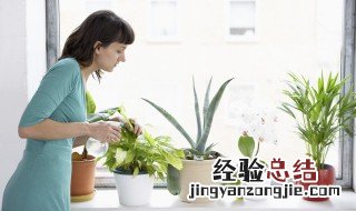 盆栽番石榴用什么土 番石榴盆栽用多大的盆