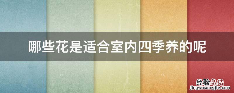 哪些花是适合室内四季养的呢