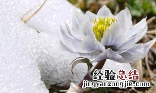 雪莲夏天怎么保存 雪莲的简介