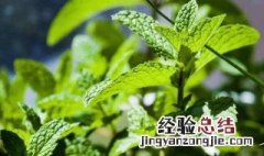 冰箱薄荷怎么保存 有很多种保存方法