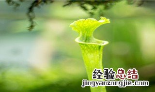 捕蚊草怎么养才能养好 捕蚊草怎么养