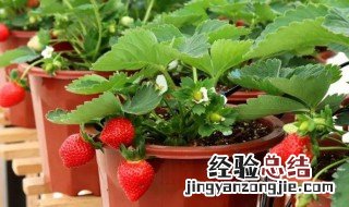 东北盆栽草莓种植方法 东北盆栽草莓种植方法介绍