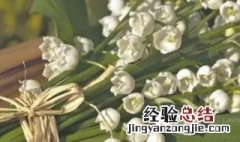 铃兰开完花必须挖出来吗 铃兰开完花是不是必须挖出来