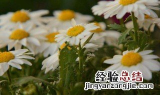 白晶菊种子的养殖方法和注意事项 白晶菊怎么种最好