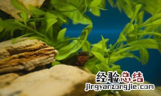 整棵水草种植教程图片 整棵水草种植教程