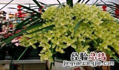 大花惠兰的养植方法 大花惠兰的养植方法简述