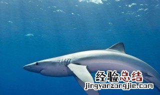 淡水蓝鲨怎么养 蓝鲨怎么养