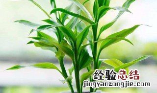 家里客厅适合养什么植物 这些植物都比较常见