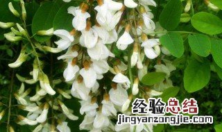 盆栽槐花种植方法视频 盆栽槐花种植方法