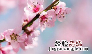 桃花劫什么意思 桃花劫的含义